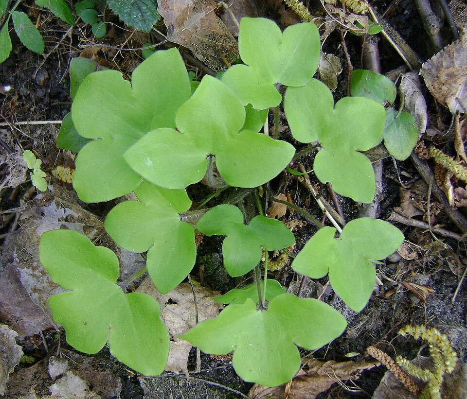 Fayl:Hepatica nobilis kz1.jpg
