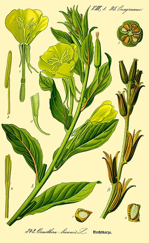 Fayl:Illustration Oenothera biennis0.jpg