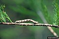 Larva