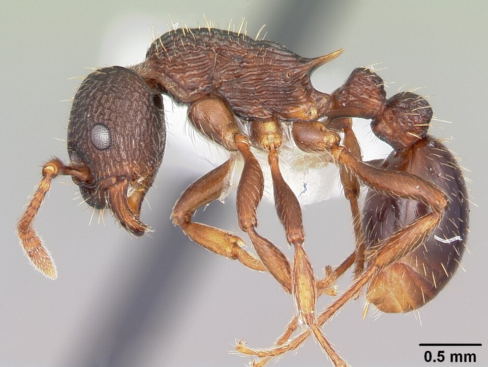Fayl:Myrmica spatulata casent0104838 profile 1.jpg