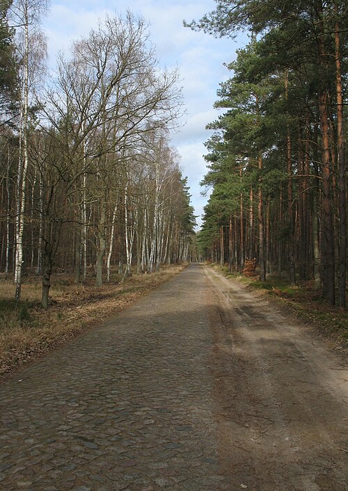 Fayl:Schorfheide Schluft street.jpg