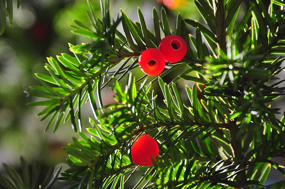 Fayl:Taxus baccata Lviv.JPG