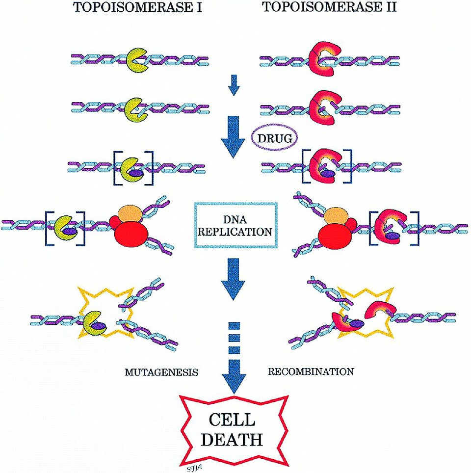 Fayl:Topoisomerase Inhibitor.JPG