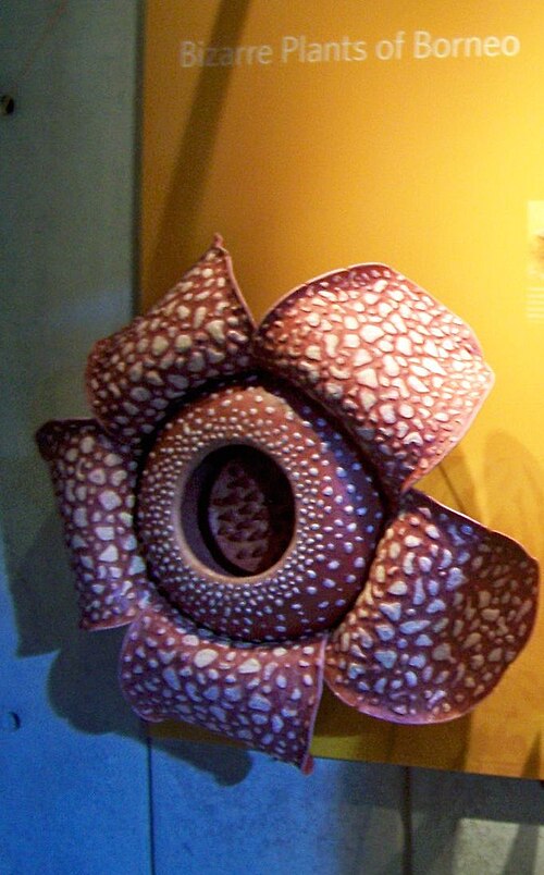 Fayl:CAS-BioD-Rafflesia.JPG