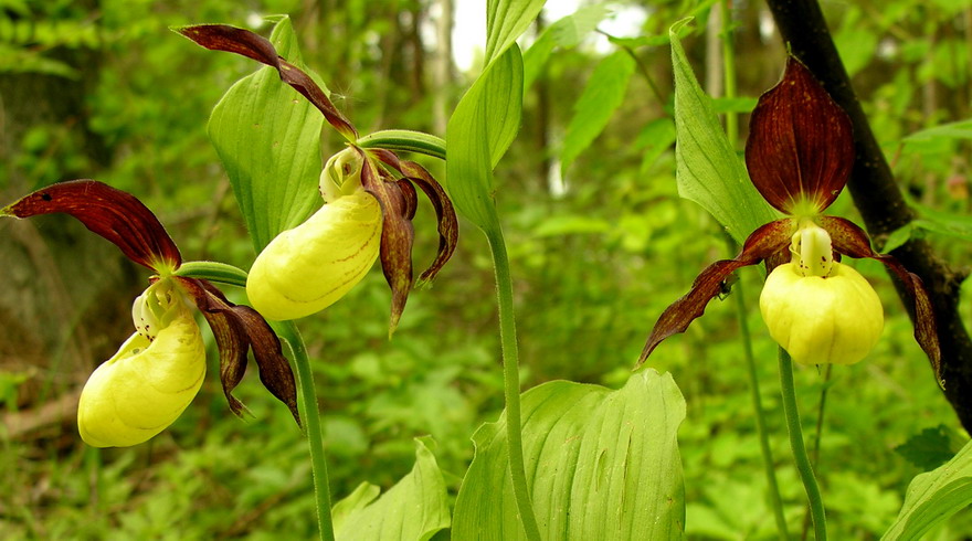 Fayl:Cypripedium calceolus1.JPG