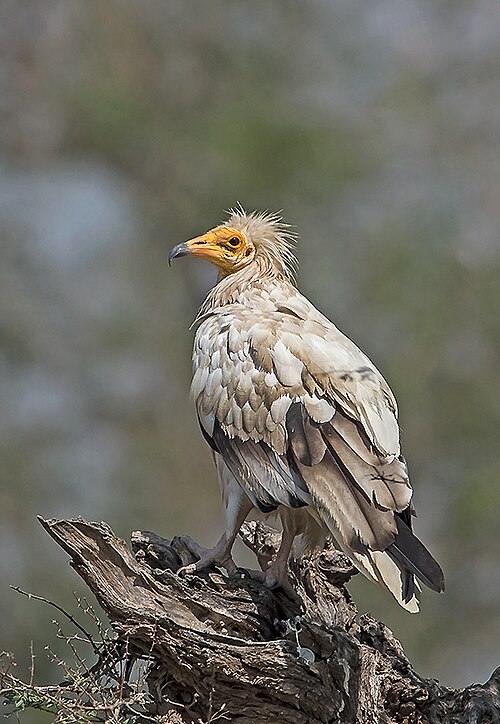 Fayl:Egyptian Vulture (18208369344).jpg