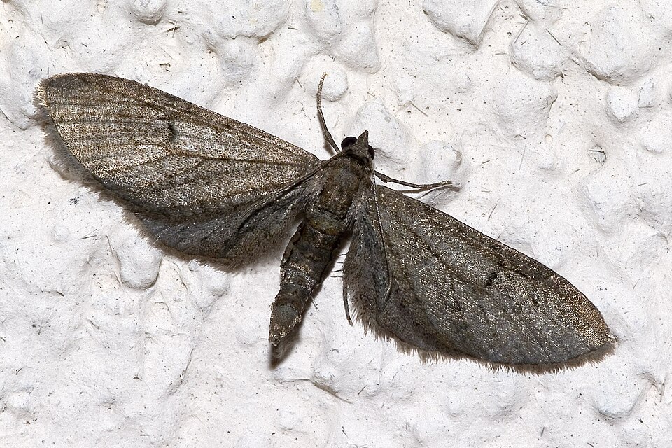 Fayl:Eupithecia.innotata.7141.jpg