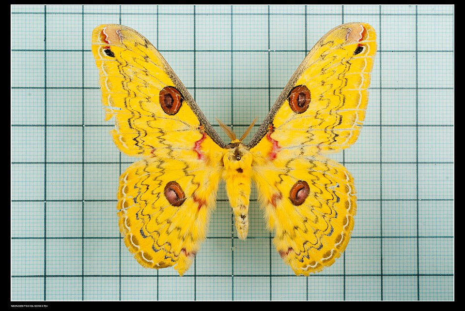 Fayl:Loepa formosensis.jpg