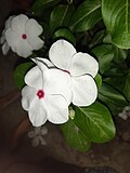 Oq Catharanthus roseus