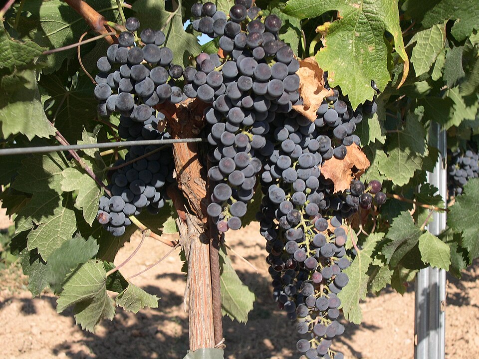Fayl:Merlot Grape.jpg