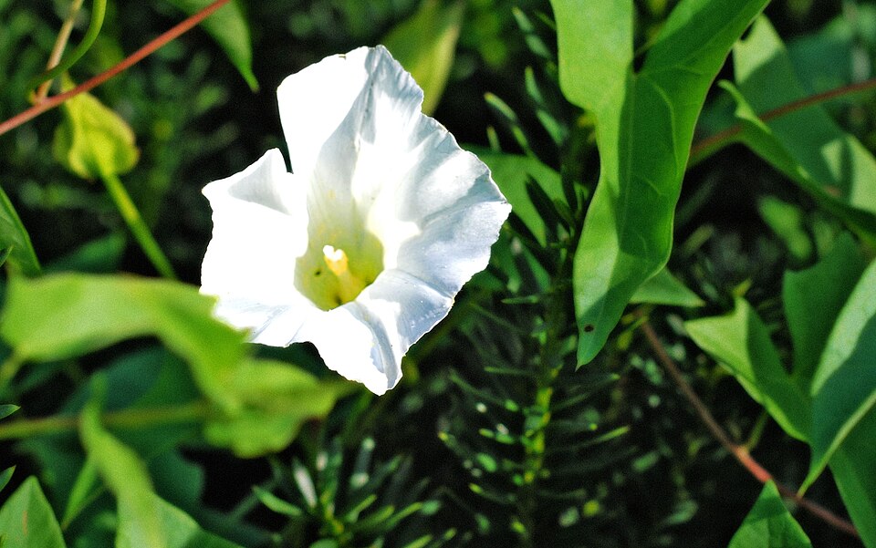 Fayl:MorningGlory5.jpg