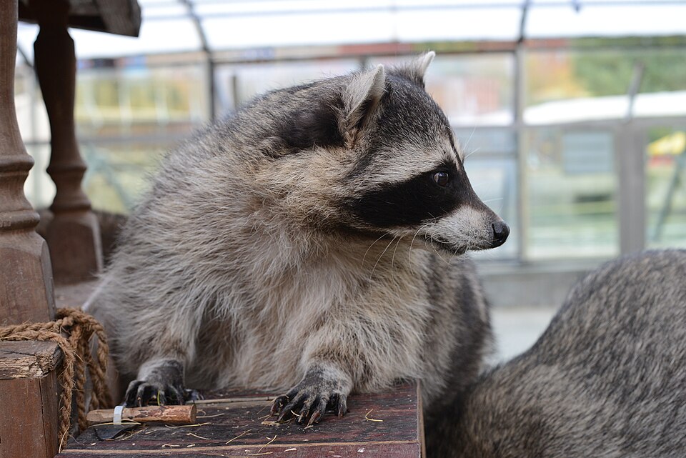 Fayl:Raccoon Moscow zoo.JPG