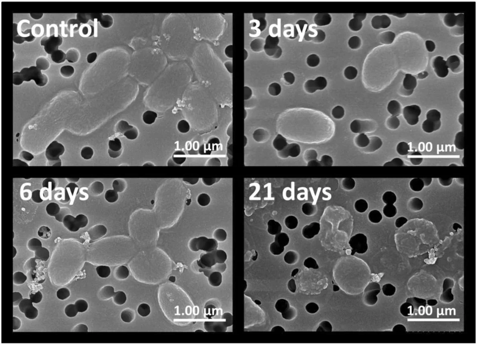 Fayl:Vibrio harveyi.webp