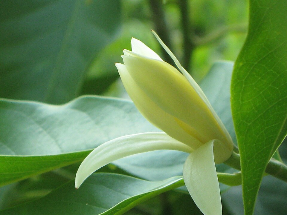 Fayl:White champak flower.jpg