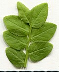 Vaccinium myrtillus