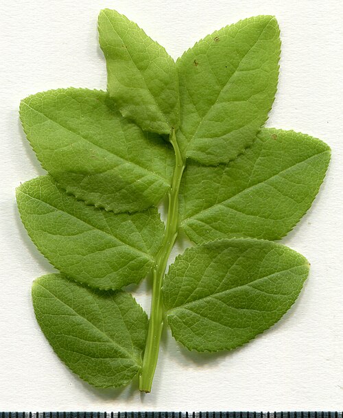Fayl:2020. Herbarium. Vaccinium myrtillus. img-023.jpg
