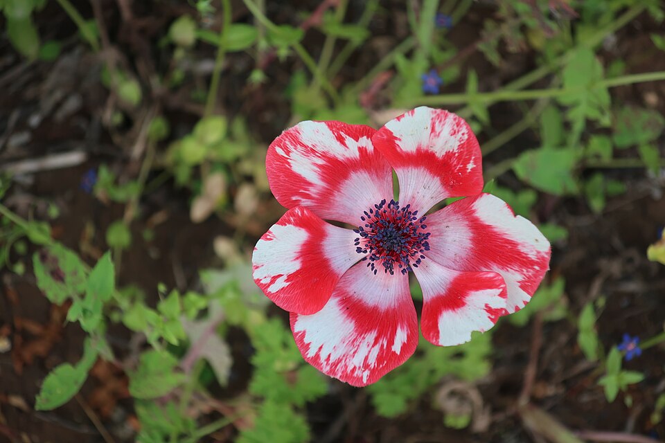 Fayl:Anemone (Red and white).jpg