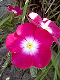 Pokistondagi Catharanthus roseus