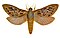 Oxycanus