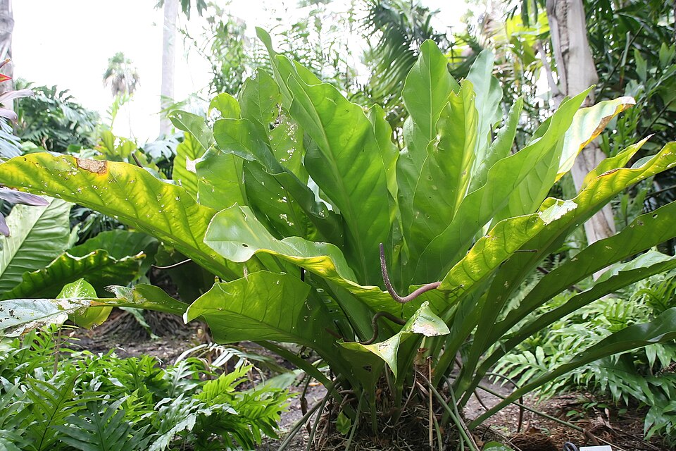 Fayl:Anthurium crenatum 3zz.jpg