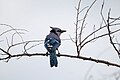 Blue Jay, Melbourne Florida