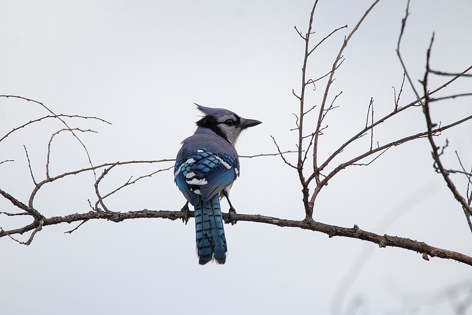 Fayl:Blue Jay, Melbourne FLorida.jpg