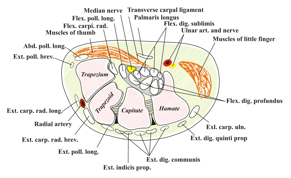 Fayl:Carpal-Tunnel.svg