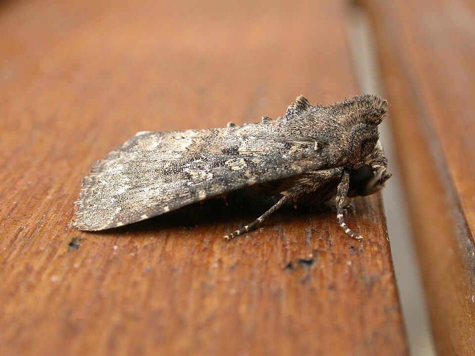Fayl:Condica illecta.jpg