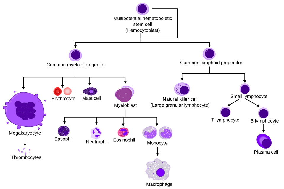 Fayl:Hematopoiesis simple.svg