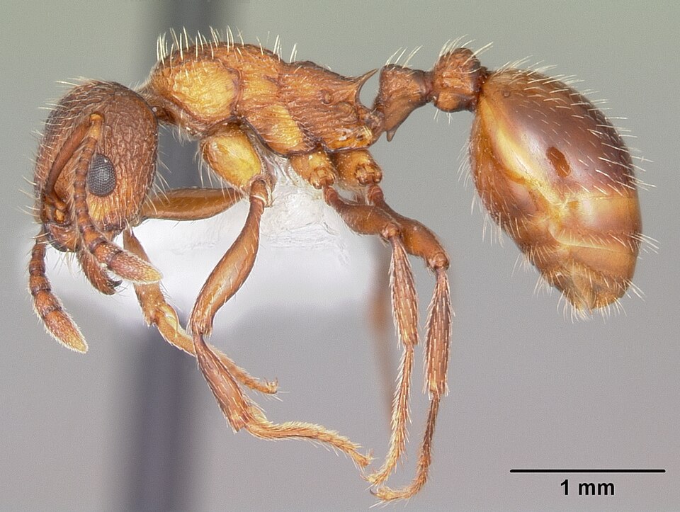 Fayl:Myrmica brevispinosa casent0104831 profile 1.jpg