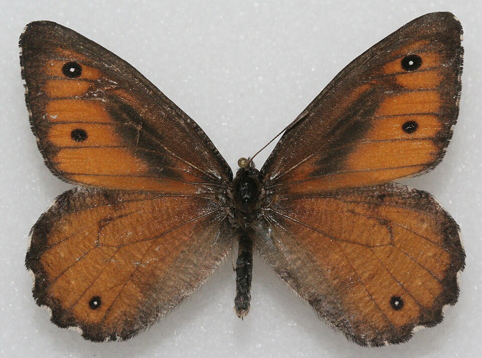 Fayl:Oeneis nevadensis.jpg