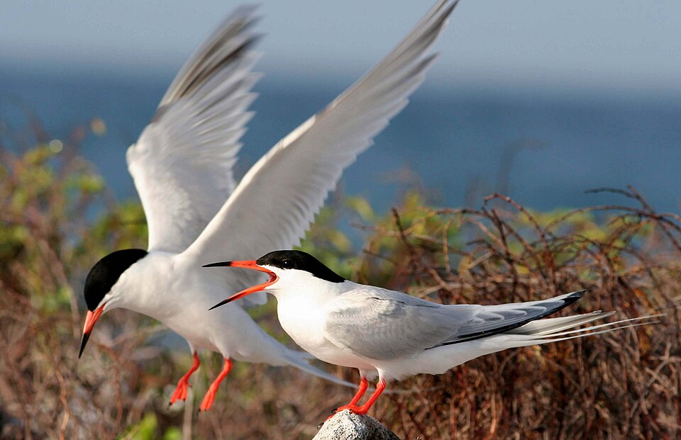 Fayl:Roseate terns Palometas.jpg