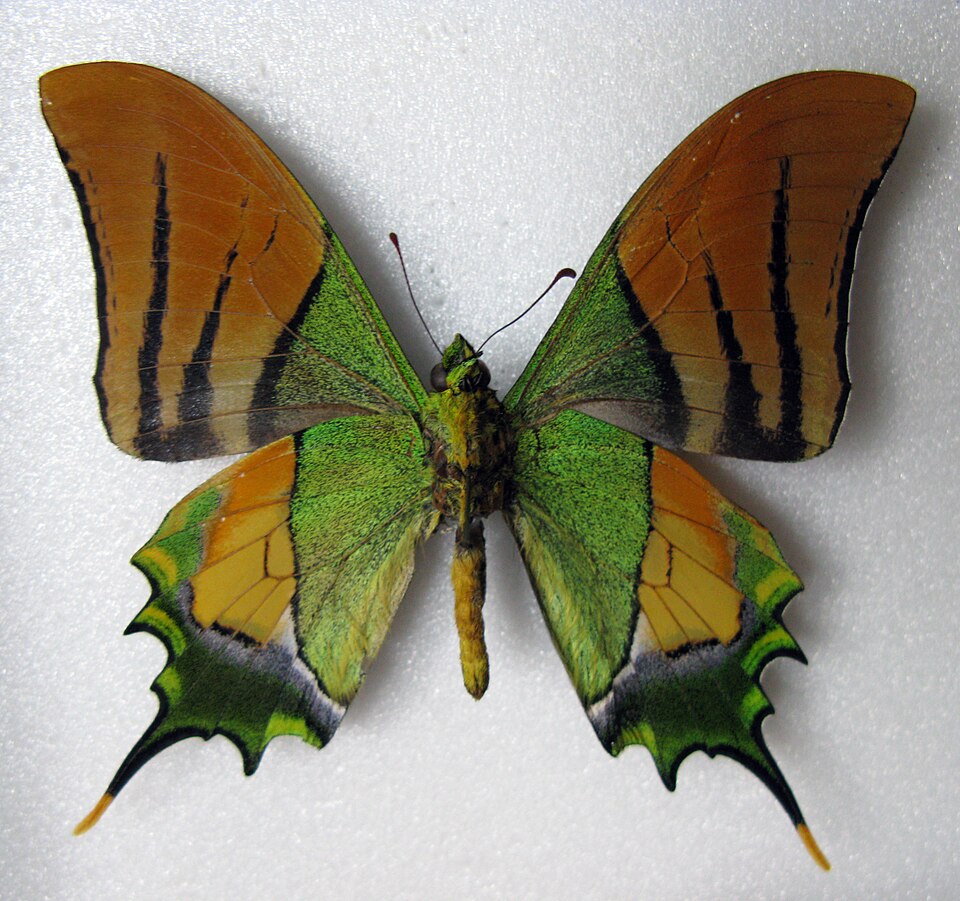 Fayl:Teinopalpus imperialis verso.JPG