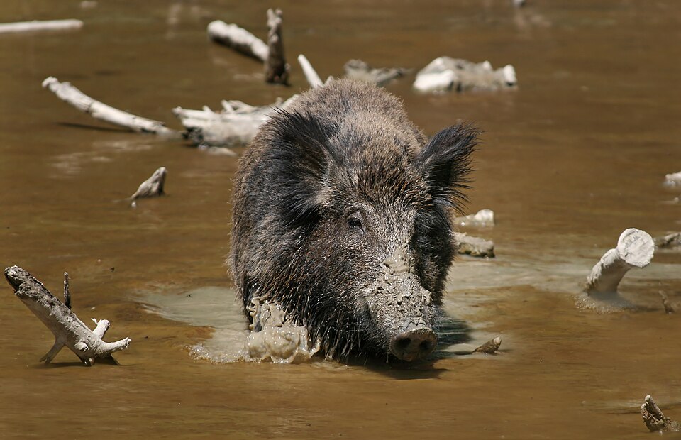 Fayl:Wild Boar Habbitat 3.jpg