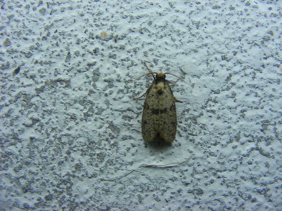 Fayl:Compsoctena, Tineoidea, Eriocottidae. (892532834).jpg