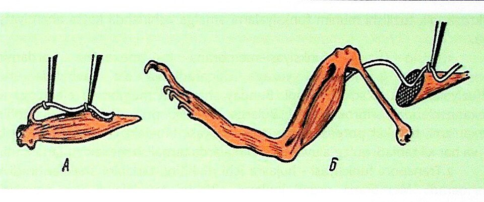 Fayl:Galvanining ikkinchi tajribasi.jpg