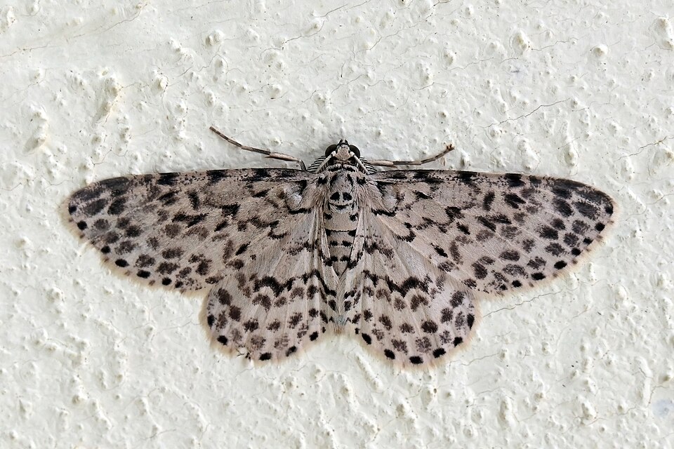 Fayl:Geometrid moth (Hymenomima camerata).jpg