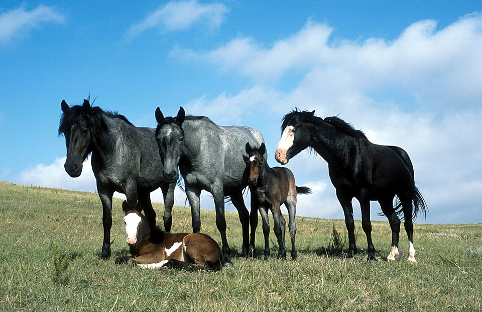Fayl:Nokota Horse Stud Band.jpg