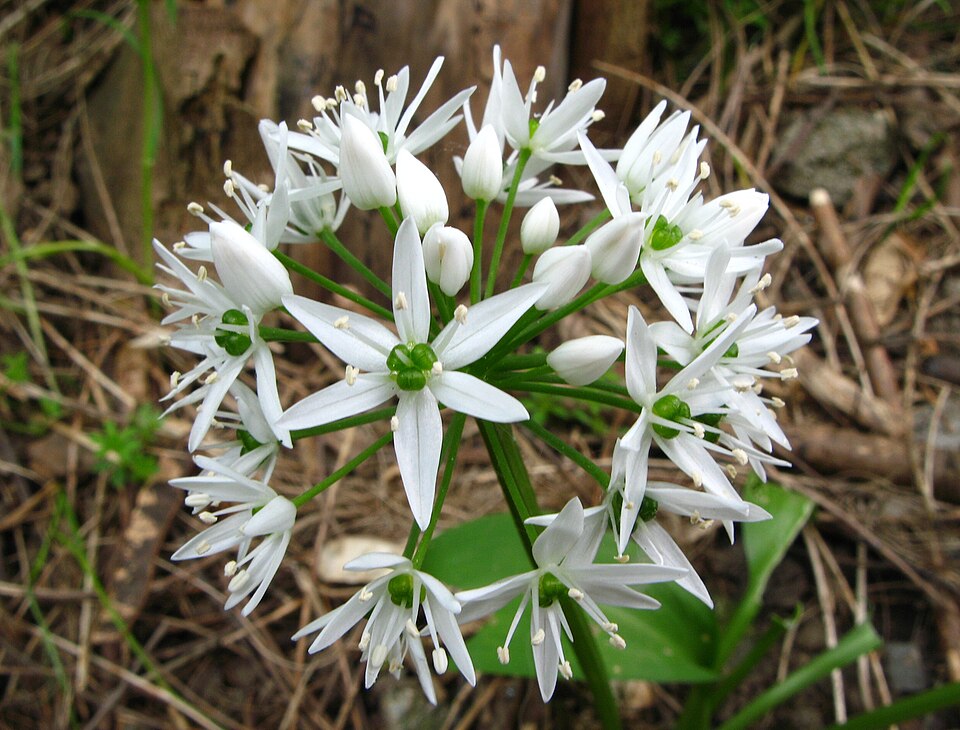 Fayl:Allium ursinum (Bärlauch) - Blüte.jpg