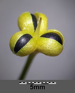 Meva va urug‘lar