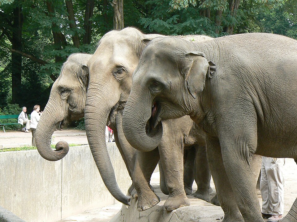 Fayl:Elephas maximus zoo hamburg.JPG