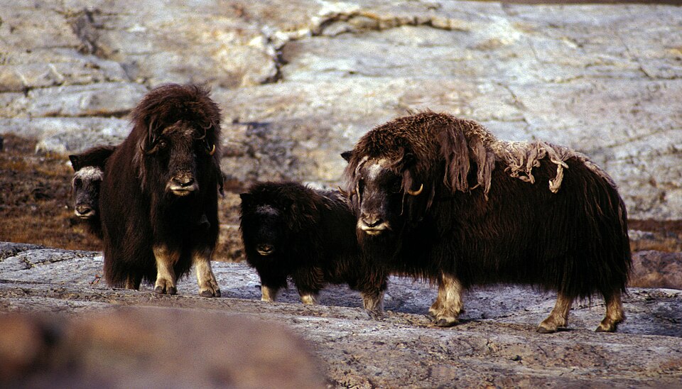 Fayl:Greenland-musk-ox hg.jpg