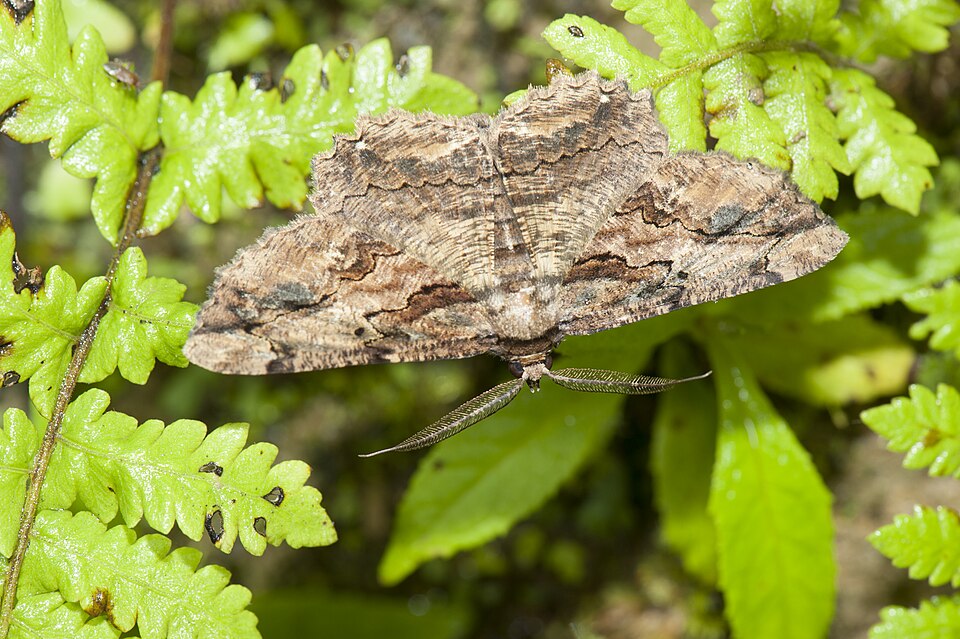Fayl:Menophra anaplagiata (26798386421).jpg