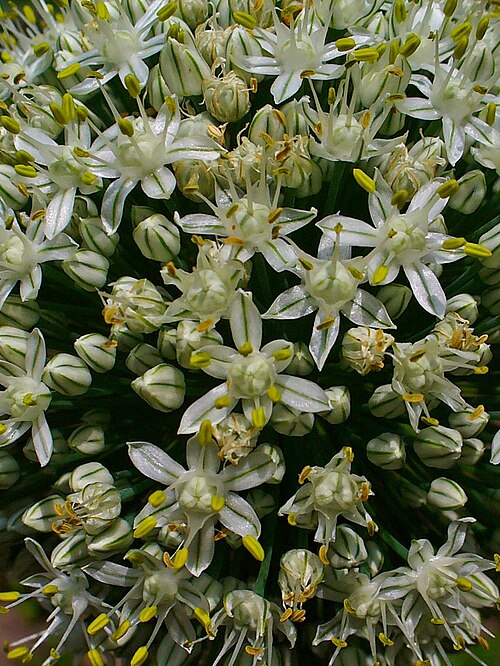 Fayl:Allium cepa 003.JPG