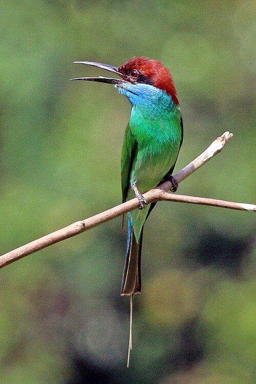 Fayl:Blue-throated bee-eater (Merops viridis).jpg
