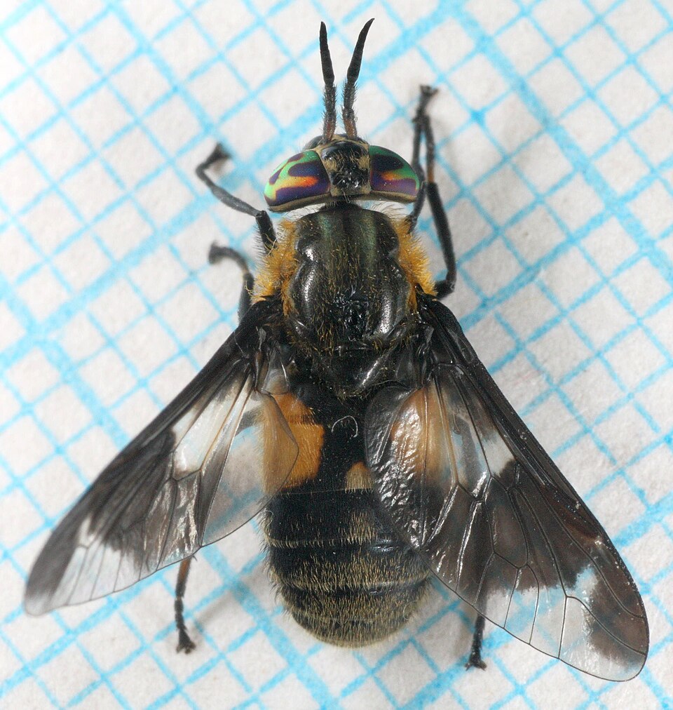 Fayl:Chrysops caecutiens-o.jpg