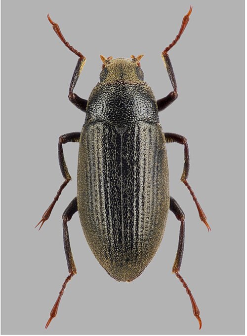 Fayl:Elmomorphus fusiformis.jpg