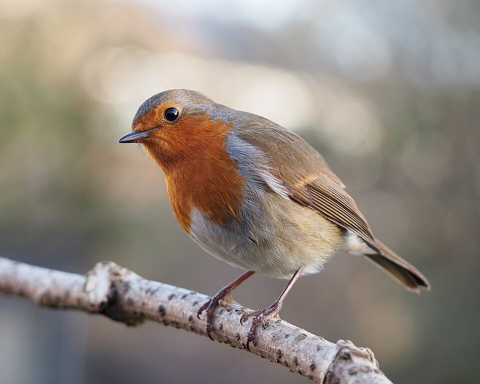 Fayl:Erithacus rubecula with cocked head.jpg