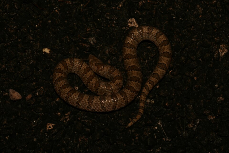 Fayl:Gyalopion canum (5373418223).jpg