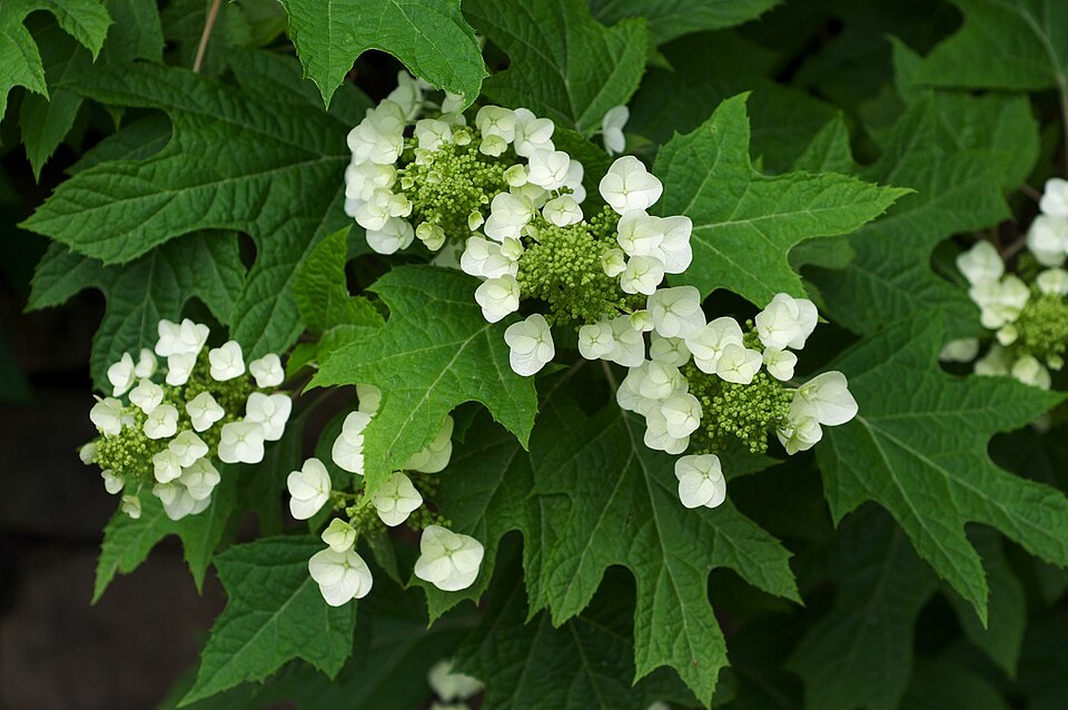 Fayl:Hydrangea quercifolia BhamBotGdn.jpg